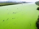 排淡河绿藻泛滥
