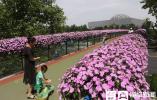 济南市园林和林业绿化局统筹布置花卉景观庆祝建党100周年